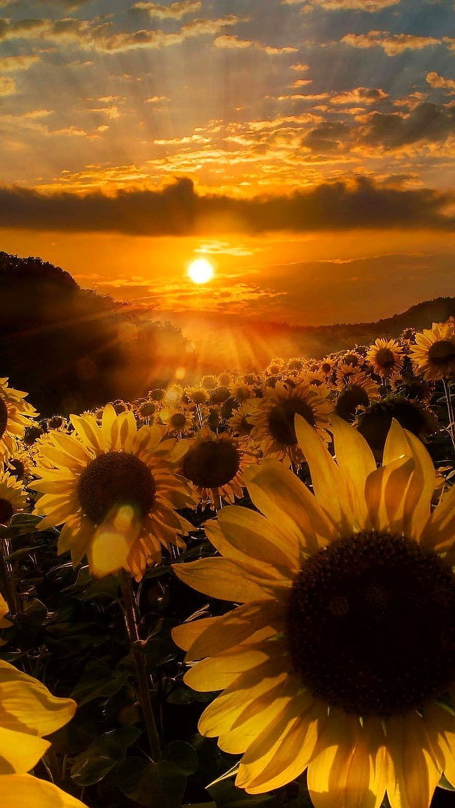 Golden Sunflower Field at Sunset with Dramatic Clouds and Sun Rays HD phone wallpaper