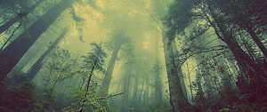 Misty Evergreen Forest with Sunbeams Filtering Through Tall Trees HD wallpaper