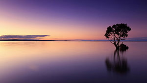 Solitary Tree Silhouette on Calm Lake at Twilight with Purple and Orange Sky HD wallpaper