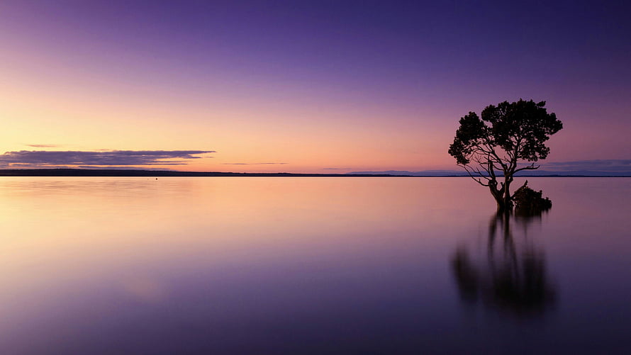 Solitary Tree Silhouette on Calm Lake at Twilight with Purple and Orange Sky HD wallpaper