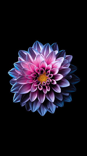 Vibrant Pink and Blue Dahlia Flower on Black Background HD phone wallpaper