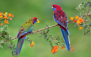 Two colorful parrots perched on a flowering branch with vibrant orange blossoms and green foliage HD wallpaper
