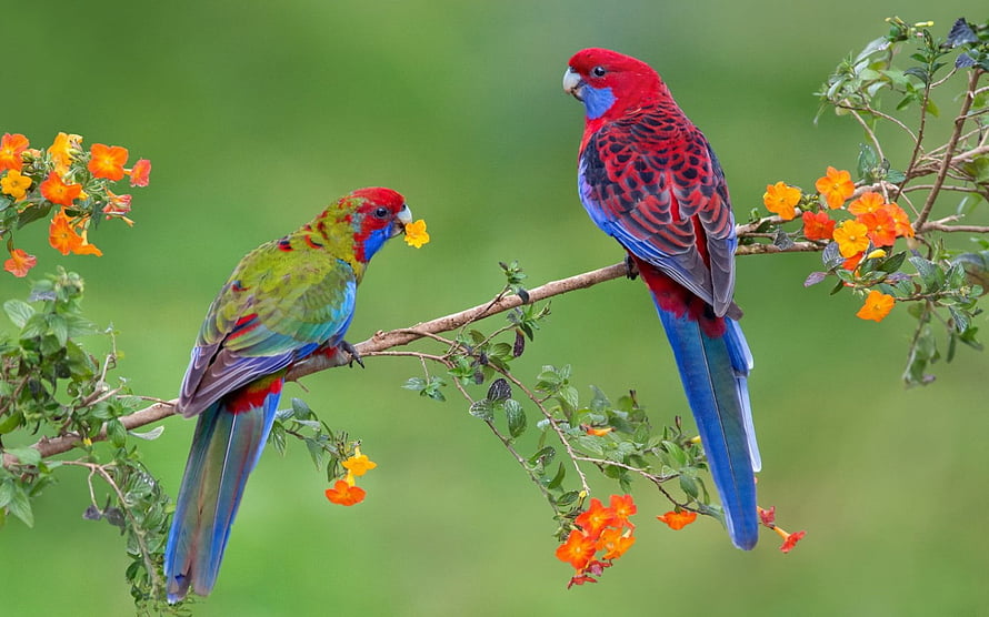 Two colorful parrots perched on a flowering branch with vibrant orange blossoms and green foliage HD wallpaper