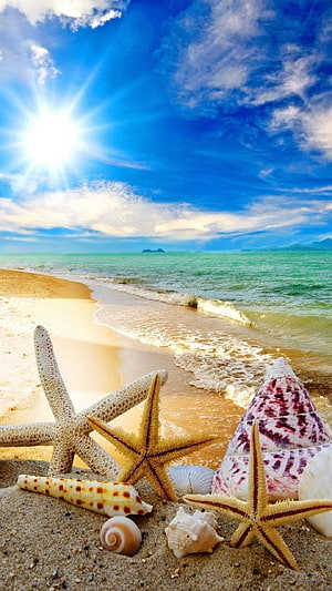 Tropical Beach Scene With Starfish And Seashells Under Bright Sun HD phone wallpaper