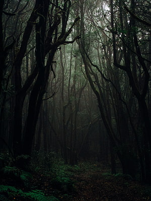 Misty Dark Forest Path with Tall Trees and Ferns in Gloomy Autumn Light HD phone wallpaper
