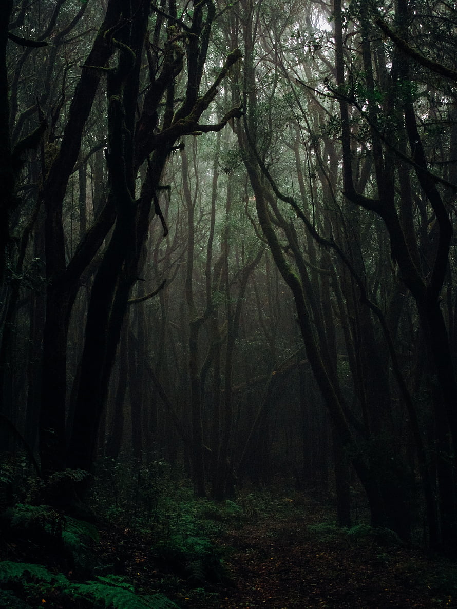 Misty Dark Forest Path with Tall Trees and Ferns in Gloomy Autumn Light HD phone wallpaper
