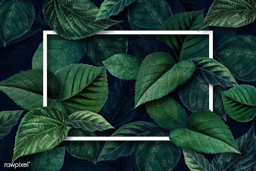 Dark Green Leaves Background With White Rectangular Frame Border HD wallpaper