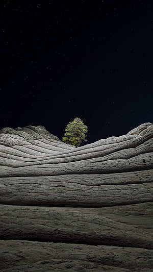 Lone Tree on Wavy Sandstone Ridge Under a Starry Night Sky HD phone wallpaper
