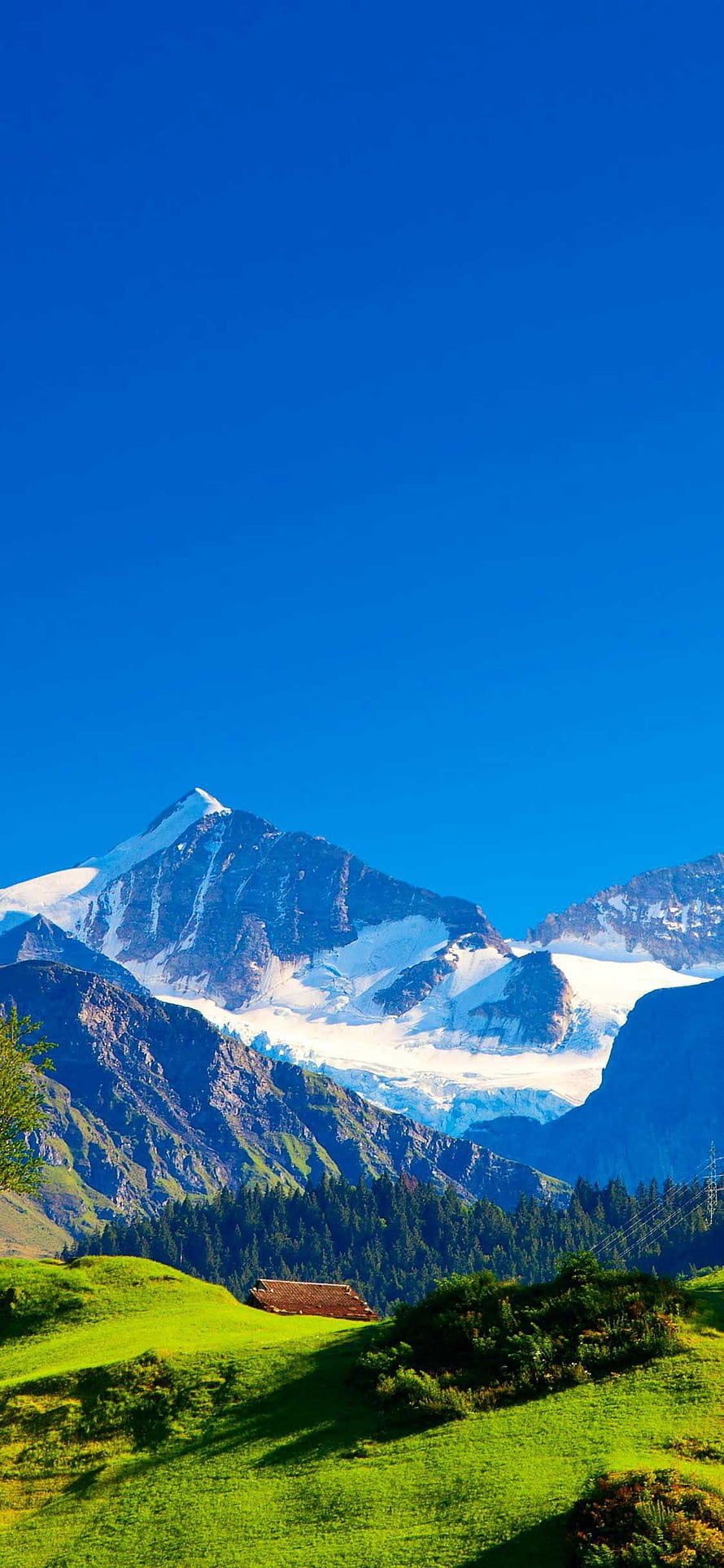 Majestic Snow-Capped Mountain Peak Overlooking Green Alpine Meadow and Forest HD phone wallpaper