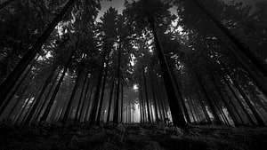 Monochromatic Forest Canopy View From Below In Misty Black And White HD wallpaper
