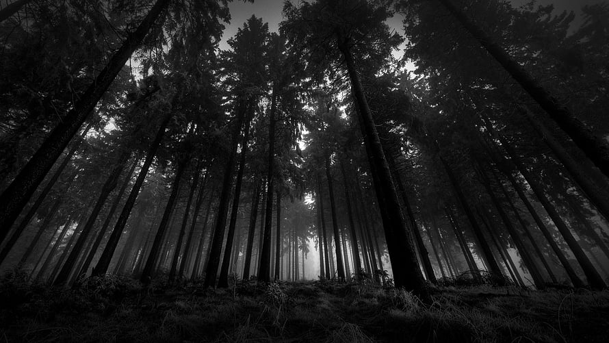 Monochromatic Forest Canopy View From Below In Misty Black And White HD wallpaper