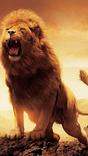 Majestic Roaring Lion Standing on Rocky Outcrop in Golden Savannah Sunset HD phone wallpaper