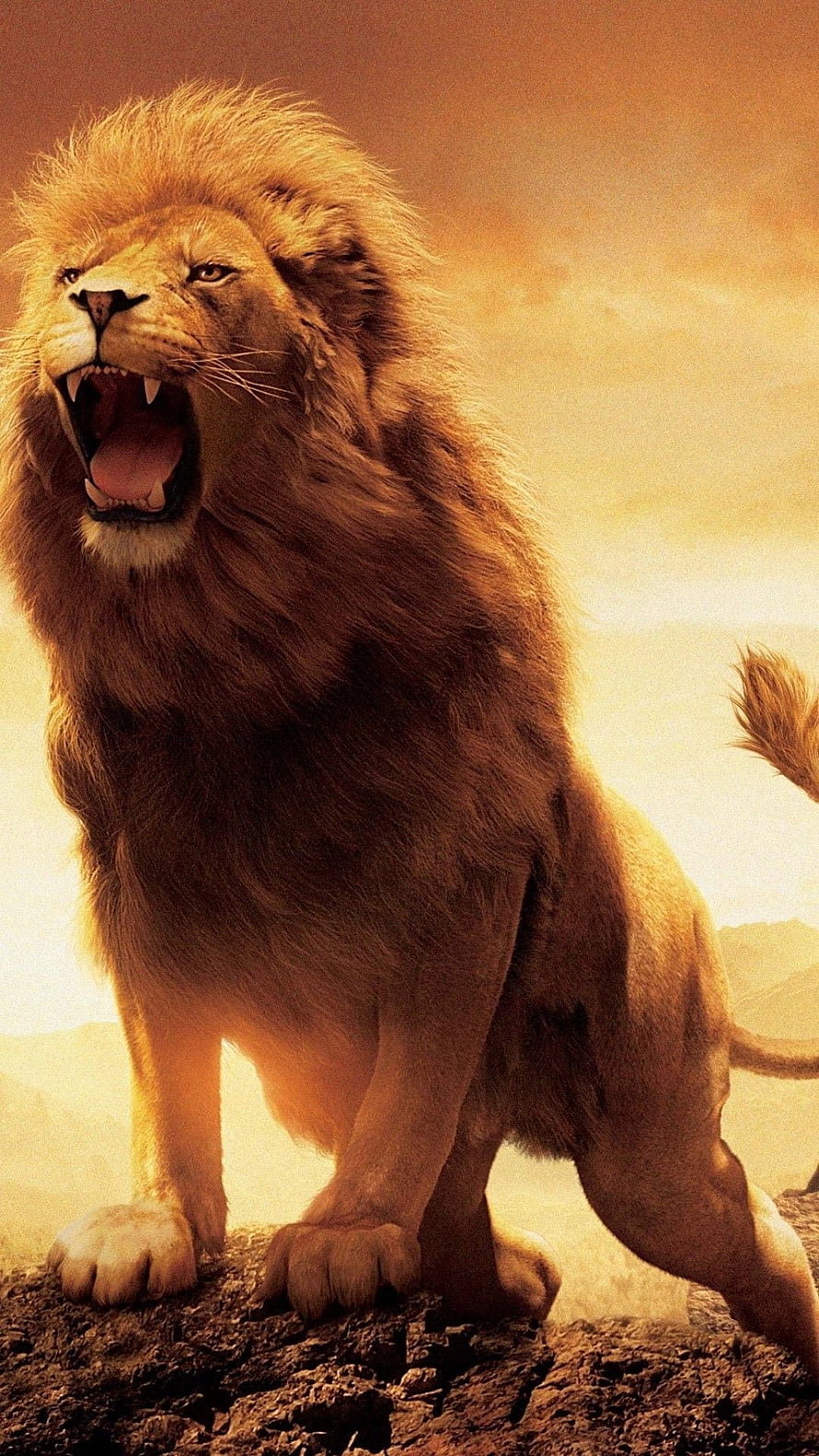 Majestic Roaring Lion Standing on Rocky Outcrop in Golden Savannah Sunset HD phone wallpaper