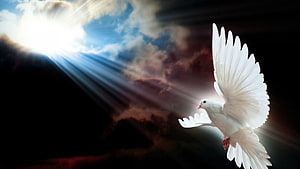 White Dove in Flight with Divine Light Rays Breaking Through Dark Storm Clouds HD wallpaper