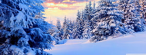 Snow-Laden Evergreen Forest at Sunset with Warm Sky and Cool Blue Tones HD wallpaper