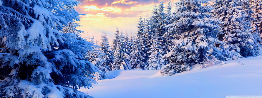 Snow-Laden Evergreen Forest at Sunset with Warm Sky and Cool Blue Tones HD wallpaper