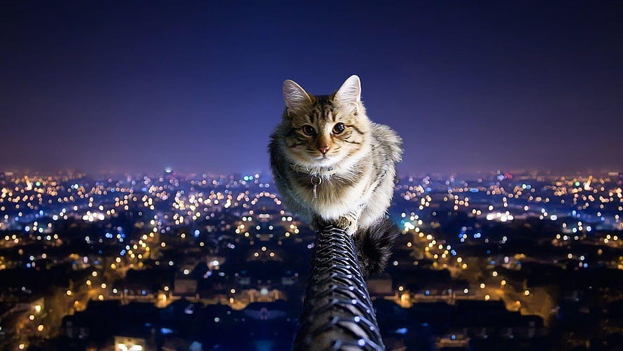 Fluffy Tabby Cat Perched on a Rooftop Spire Over a Glowing City at Night HD wallpaper