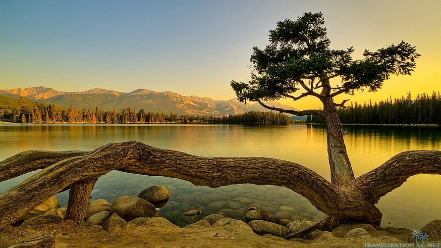 Serene Lake Landscape with Driftwood and Pine Tree at Sunset HD wallpaper