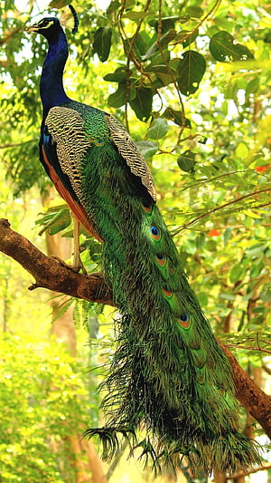 Majestic Peacock Perched on a Branch in a Lush Green Forest HD phone wallpaper