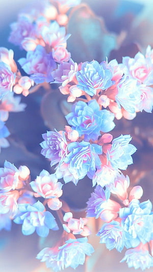 Dreamy pastel blue and pink flower cluster with soft bokeh and ethereal glow HD phone wallpaper