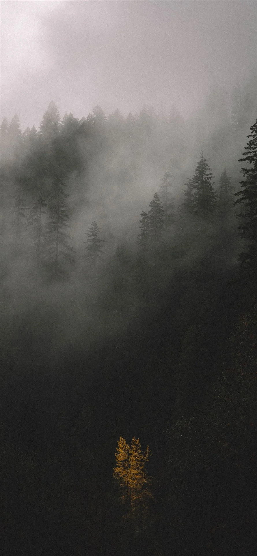 Misty Evergreen Forest with Golden Larch in Foggy Mountain Landscape HD phone wallpaper