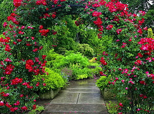 Romantic Red Rose Archway Garden Pathway With Lush Green Foliage, Floral alley, roses, garden, floral, bushes, beautiful, nice, park, summer, pretty, green, red, greenery, alley, nature, flowers, lovely HD wallpaper