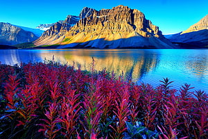 Bow Lake in Banff National Park with vibrant red foliage and mountain reflections under a clear blue sky HD wallpaper