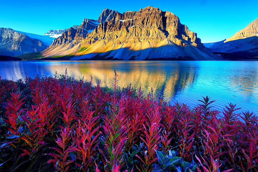 Bow Lake in Banff National Park with vibrant red foliage and mountain reflections under a clear blue sky HD wallpaper