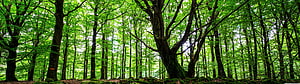 Lush Beech Forest Canopy with Mossy Ground and Tall Trunks in Bright Green Light HD wallpaper