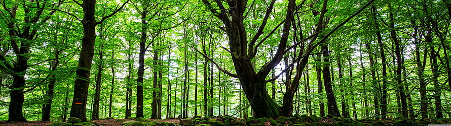 Lush Beech Forest Canopy with Mossy Ground and Tall Trunks in Bright Green Light HD wallpaper