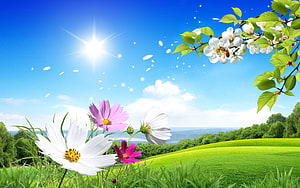 Vibrant Summer Meadow with Cosmos Flowers and Cherry Blossoms Under a Bright Blue Sky HD wallpaper