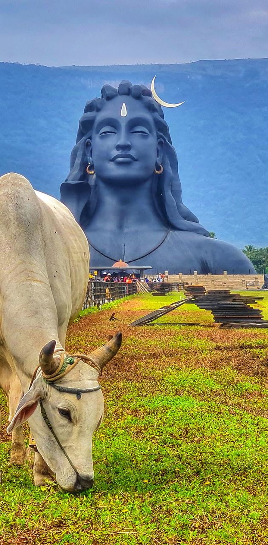 Isha Foundation Shiva Statue with Sacred Cow Grazing on Green Grass HD phone wallpaper