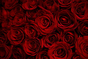 Dense Cluster of Deep Crimson Roses with Dramatic Dark Shadows HD wallpaper