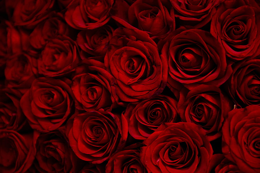 Dense Cluster of Deep Crimson Roses with Dramatic Dark Shadows HD wallpaper
