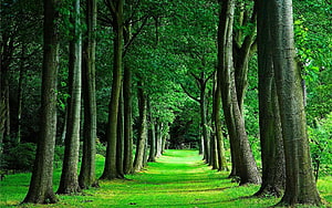 Serene Forest Path Lined With Tall Trees And Lush Green Grass HD wallpaper