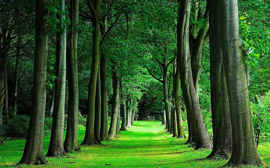 Serene Forest Path Lined With Tall Trees And Lush Green Grass HD wallpaper