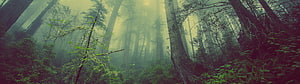 Misty Ancient Forest with Towering Trees and Ethereal Green Light HD wallpaper
