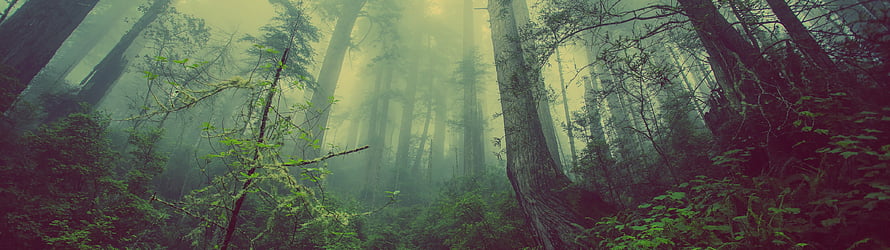 Misty Ancient Forest with Towering Trees and Ethereal Green Light HD wallpaper