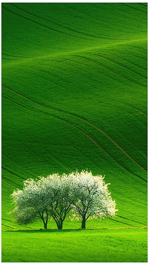 Serene Green Hills With Blooming White Trees In Spring Landscape HD phone wallpaper