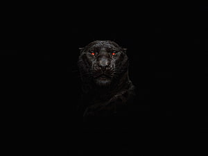 Mysterious Black Panther With Glowing Red Eyes In Dark Shadows HD wallpaper
