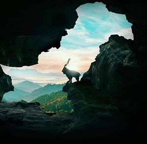 Markhor Standing on Rocky Cliff Inside a Cave with Mountain View HD wallpaper