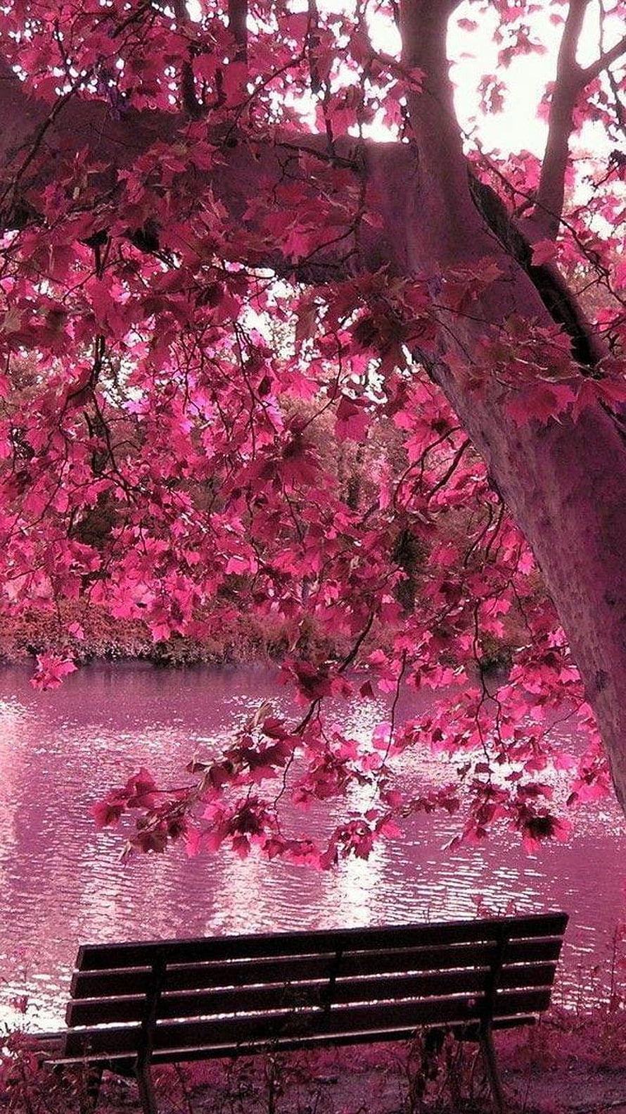 Pink Autumn Leaves Over Lake With Park Bench HD phone wallpaper