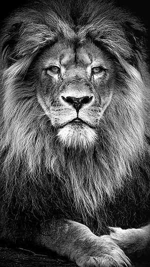 Majestic Black And White Lion Portrait With Intense Gaze And Detailed Mane, Black And White Lion Top Black And - - , White Lion HD phone wallpaper