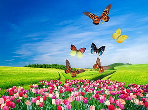 Vibrant butterflies soaring above a lush meadow filled with blooming pink and red tulips under a bright blue sky HD wallpaper