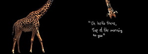 Giraffe Greeting Upside Down Companion on Black Background HD wallpaper
