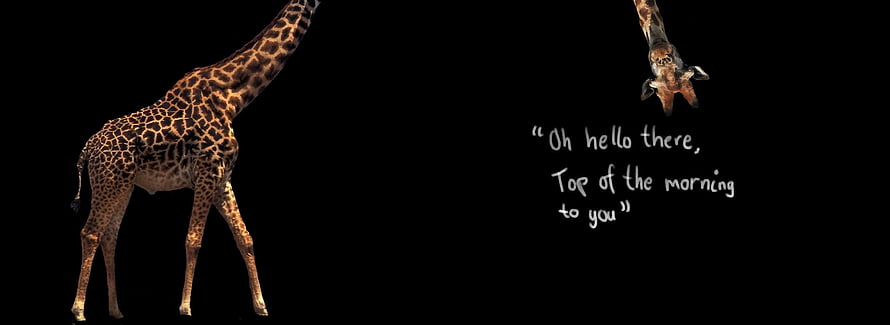 Giraffe Greeting Upside Down Companion on Black Background HD wallpaper