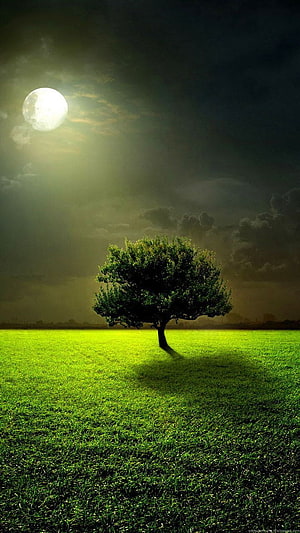 Lone Tree in a Luminous Green Field Under a Bright Full Moon HD phone wallpaper