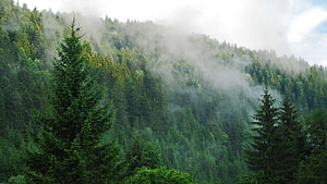 Misty Evergreen Forest on a Mountain Slope with Dense Coniferous Trees HD wallpaper
