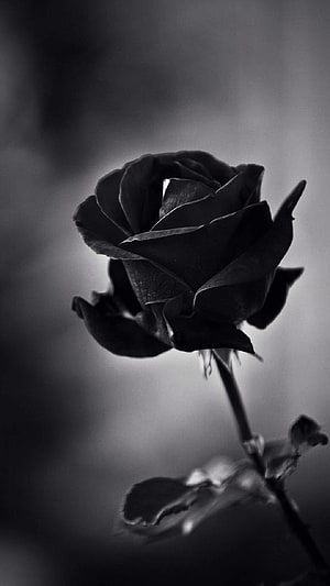 Moody Black and White Rose Photography with Dramatic Lighting HD phone wallpaper