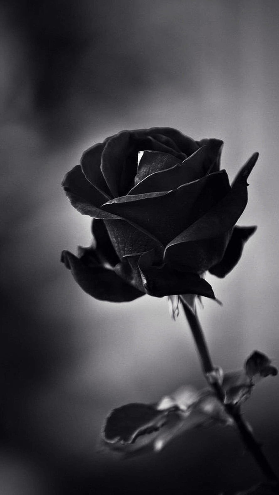 Moody Black and White Rose Photography with Dramatic Lighting HD phone wallpaper